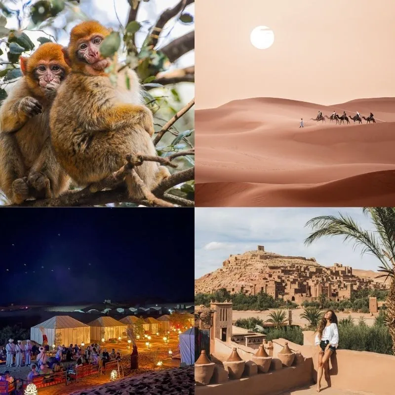 Camel trekking in the Sahara desert at sunset during the 3-day tour from Marrakech to Fes.